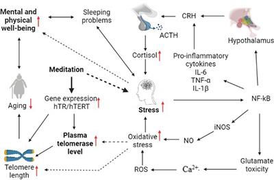 Impact of Meditation-Based Lifestyle Practices on Mindfulness, Wellbeing, and Plasma Telomerase Levels: A Case-Control Study